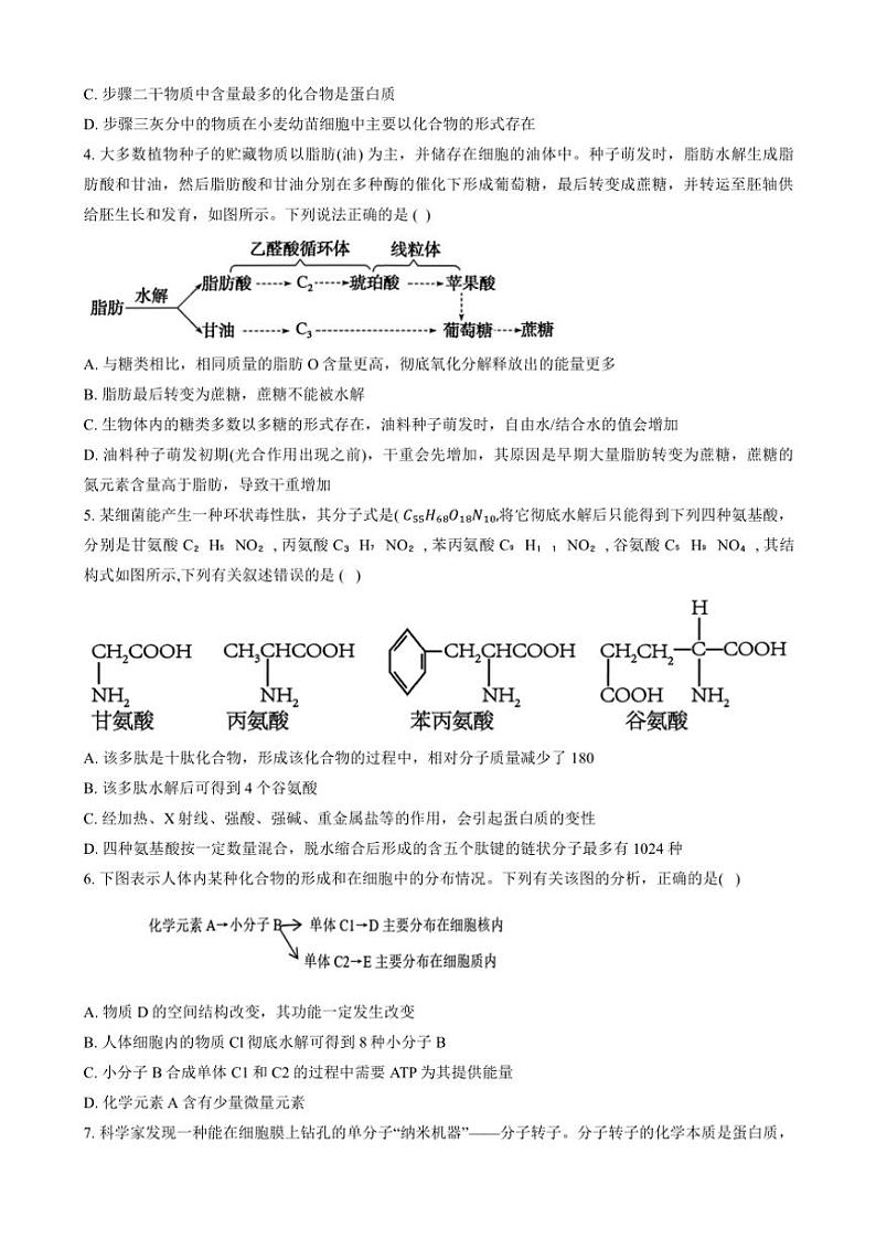 2024~2025学年山东省泰安市新泰市第一中学北校高一(上)期中生物试卷(含答案)第2页