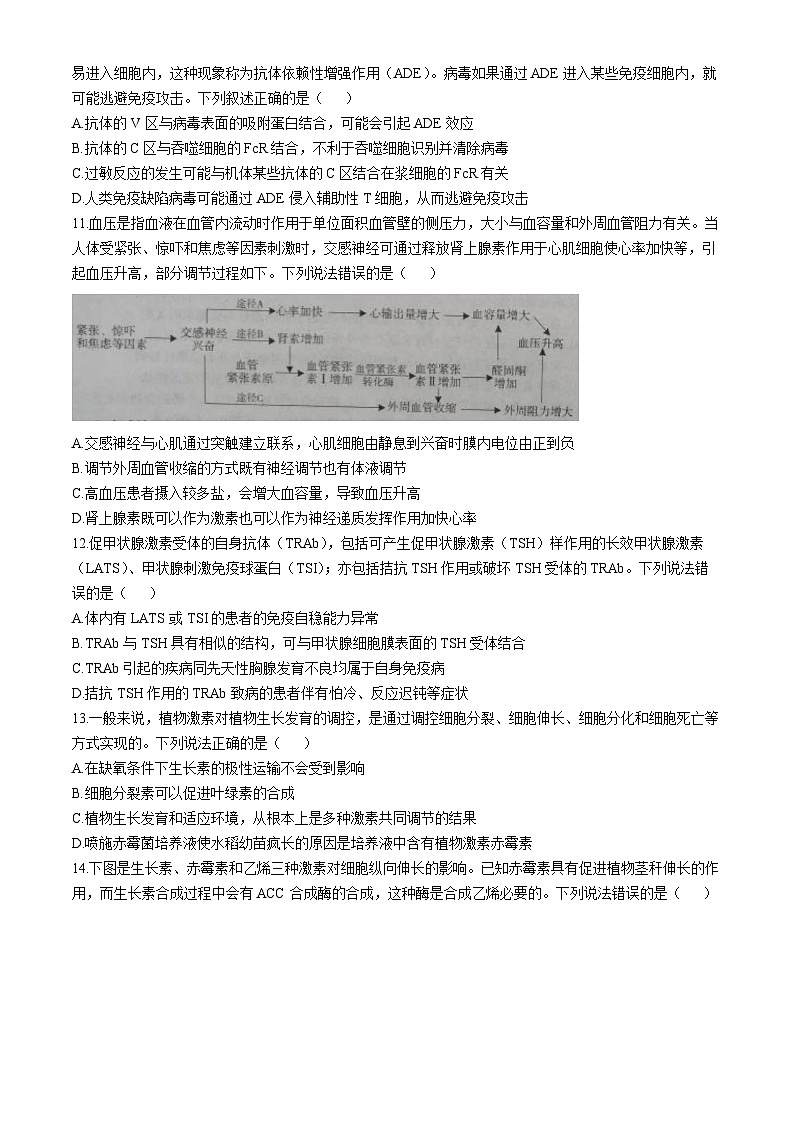 2025烟台高二上学期11月期中考试生物含答案第3页