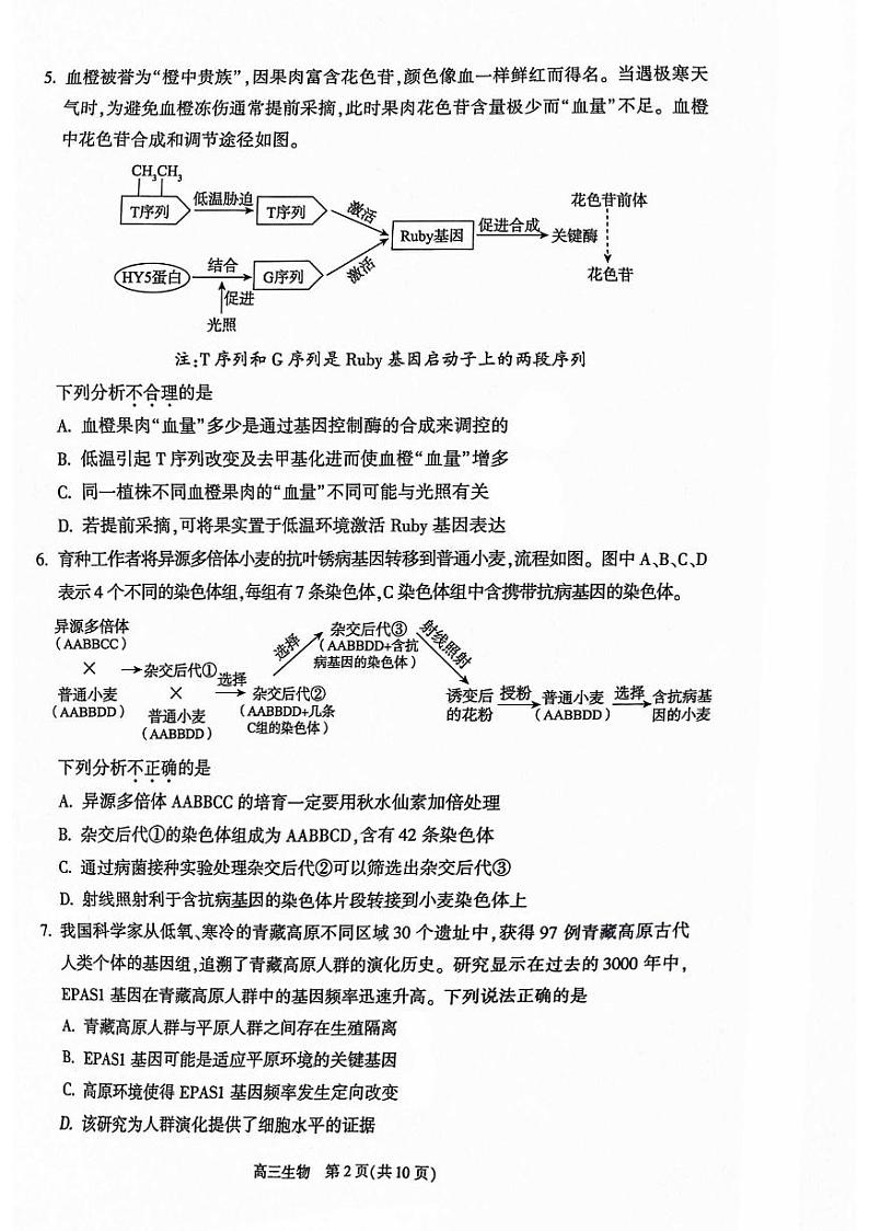 2024北京朝阳高三二模生物试题及答案第2页