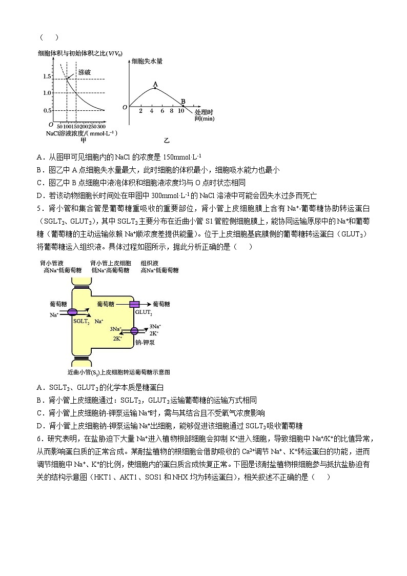 山东省潍坊市安丘市潍坊国开中学2024-2025学年高三上学期11月月考生物试题第2页
