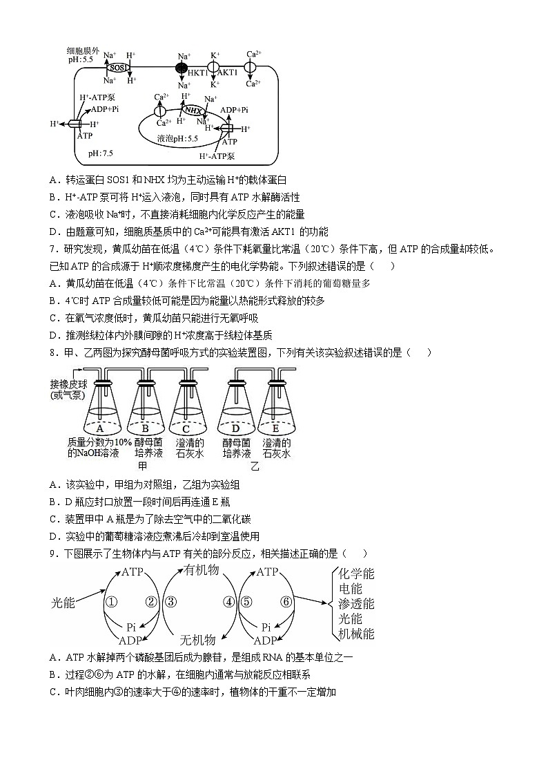 山东省潍坊市安丘市潍坊国开中学2024-2025学年高三上学期11月月考生物试题第3页