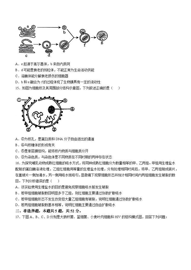四川省自贡市四川省荣县中学校2024-2025学年高一上学期期中考试生物试卷第3页