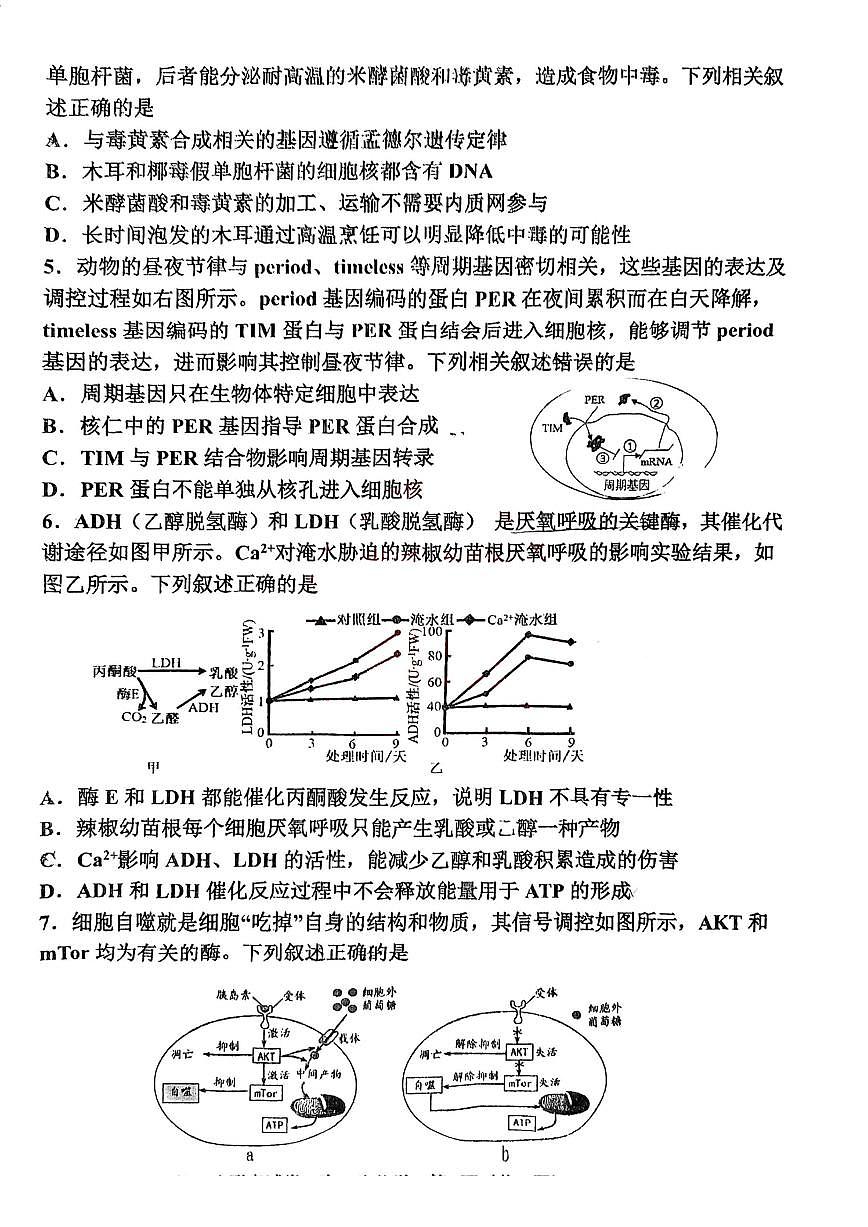 天津市北辰區(qū)2024-2025學年高三上學期11月期中生物試題（含答案）第2頁