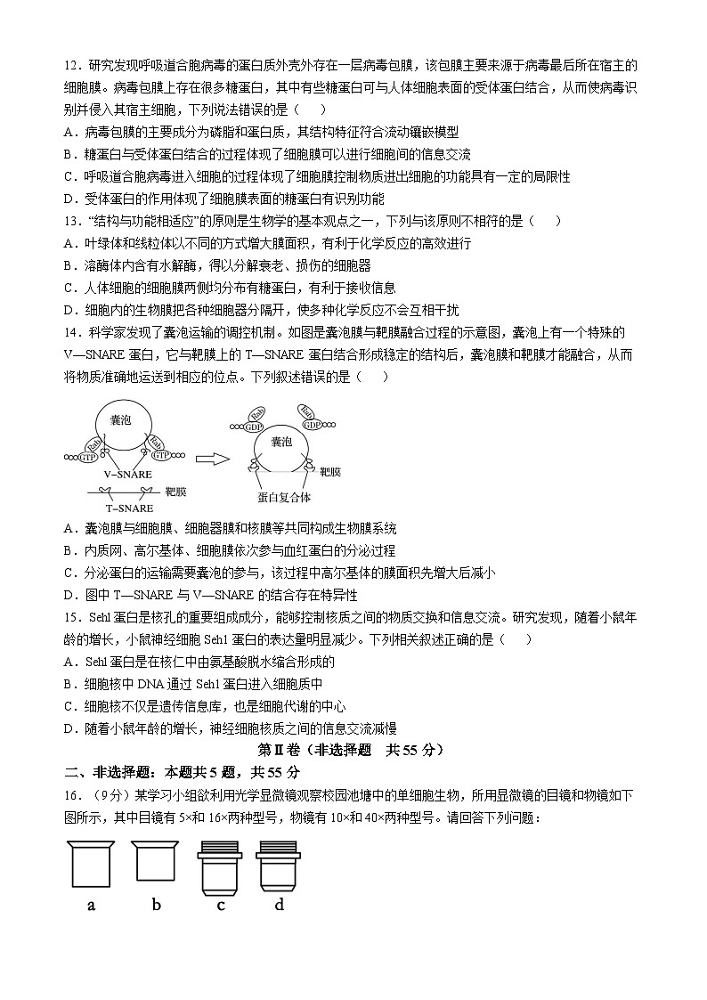安徽省蚌埠市A层高中2024-2025学年高一上学期11月期中考试生物试卷(Word版附答案)第3页