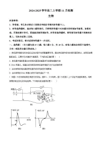 河南省安阳市林州市第一中学2024-2025学年高二上学期11月月生物试卷（Word版附解析）