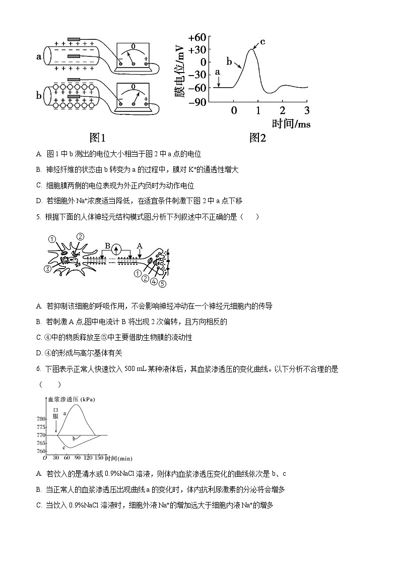 河南省信阳高级中学北湖校区2024-2025学年高二上学期期中考试生物试卷(Word版附解析)第2页