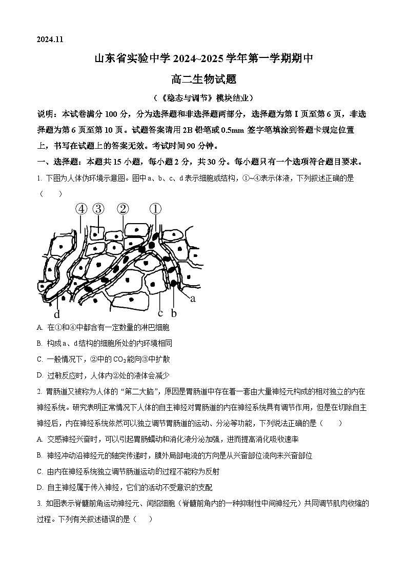 2025山东省实验中学高二上学期11月期中考试生物含解析第1页