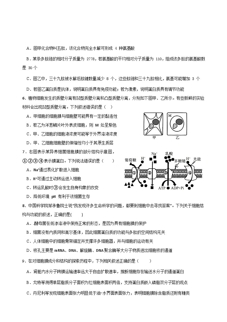 四川省眉山市仁寿县四川省仁寿第一中学校南校区2024-2025学年高三上学期11月期中生物试题02