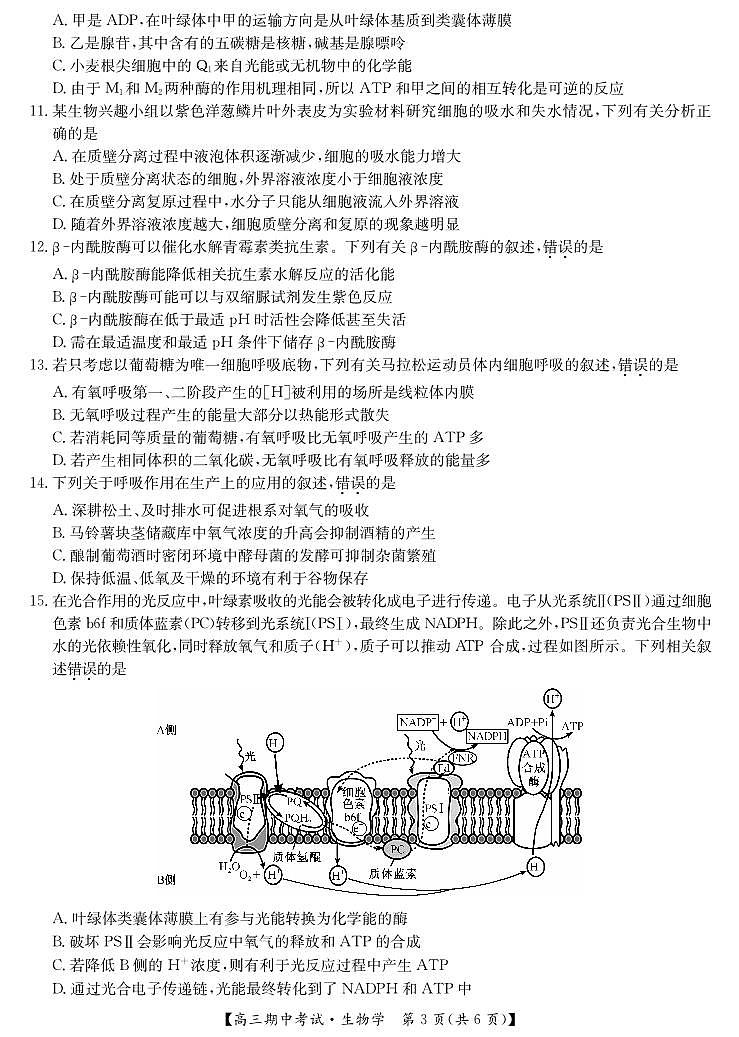 2025届湖北省九师联盟&宜昌协作体高三上学期11月考-生物试题+答案第3页