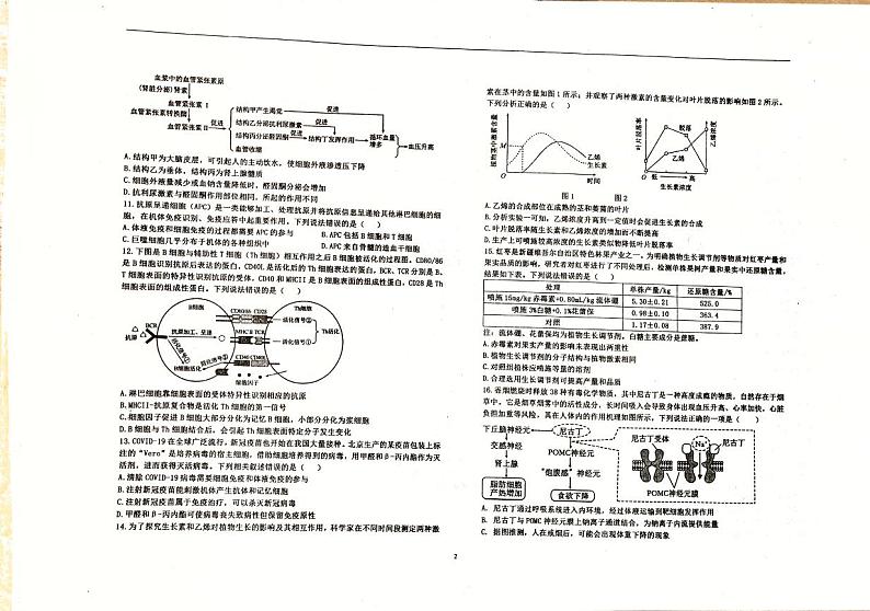 山东省淄博市沂源县第二中学2024-2025学年高二上学期11月期中生物试题第2页