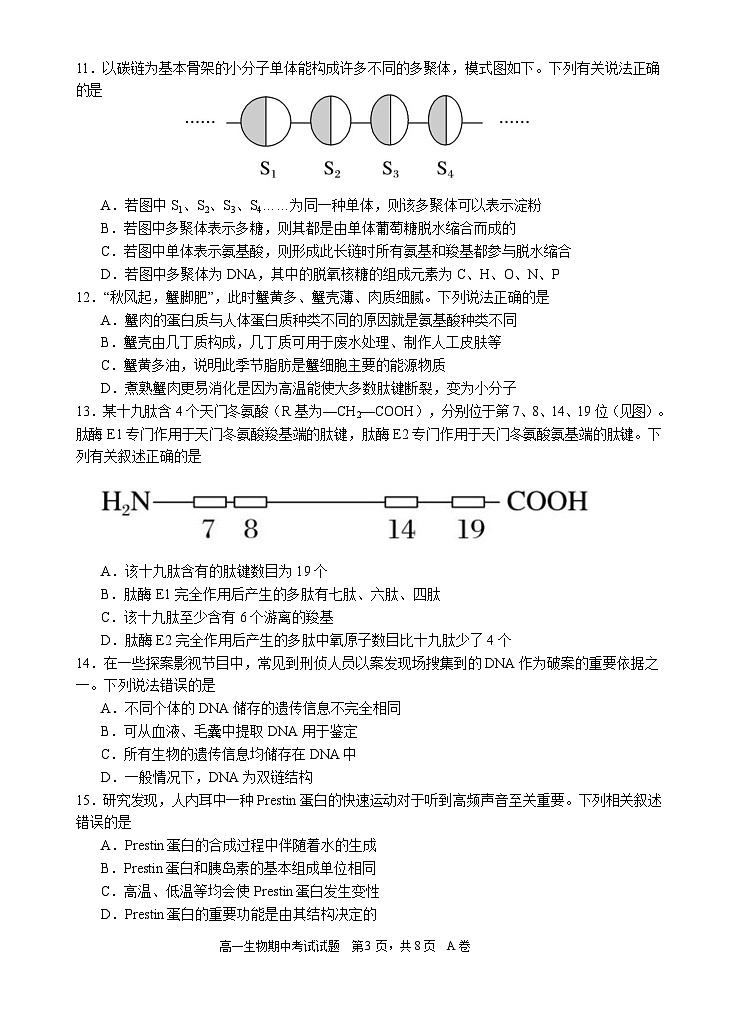 广东省深圳中学2024-2025学年高一上学期期中考试生物试题第3页