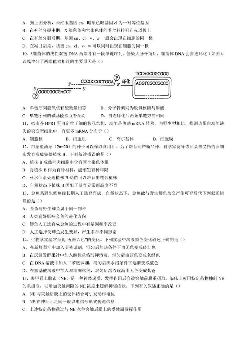 北京市通州区2024~2025学年高三(上)期中质量检测生物试卷(含答案)第3页