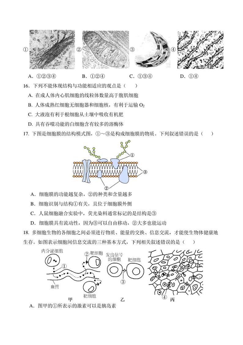 福建省泉州市四校2024~2025学年高一(上)期中联考生物试卷(含答案)第3页