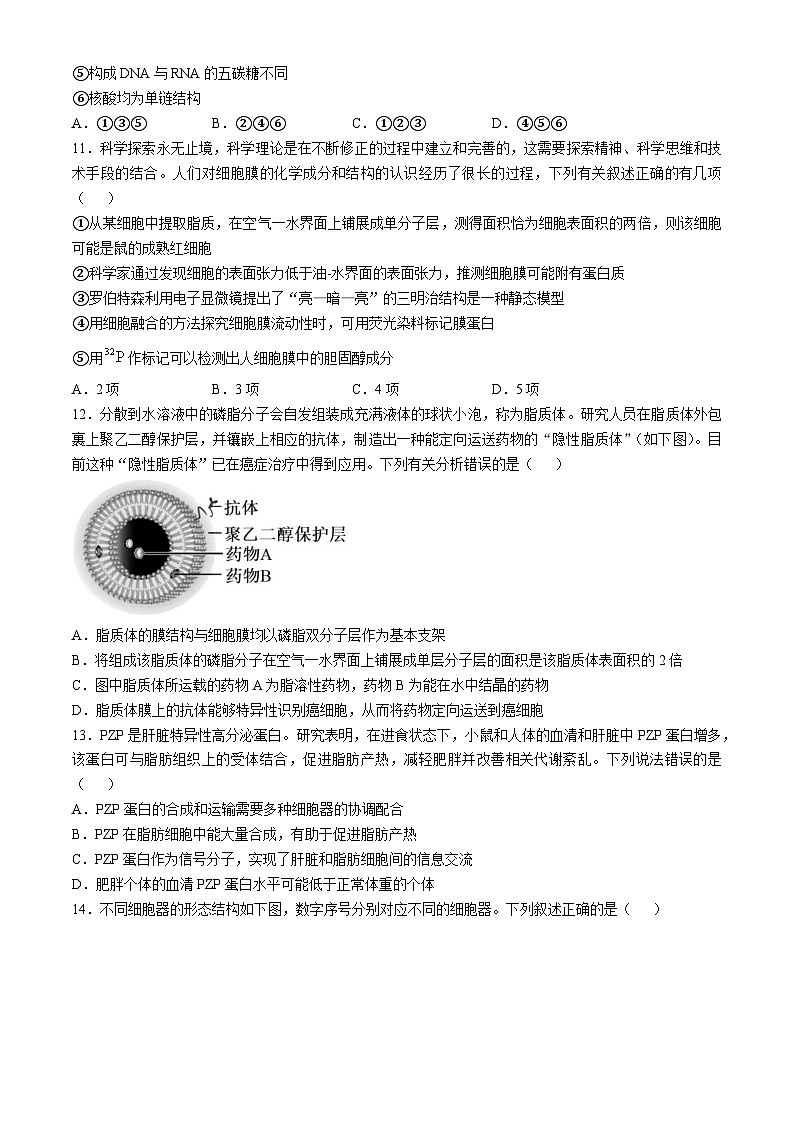 山东省泰安第一中学2024-2025学年高一上学期期中考试生物试题第3页