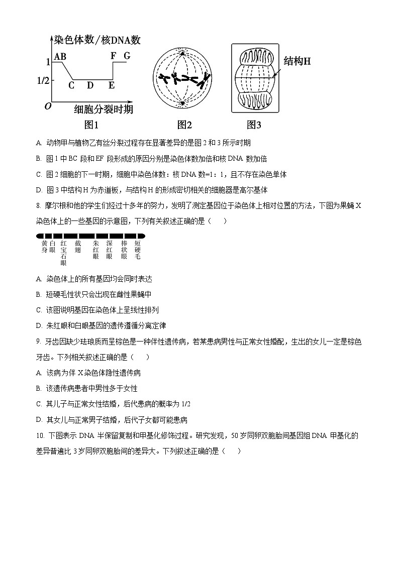 天津市河北區(qū)2024-2025學年高三上學期11月期中質量檢測生物試題無答案第3頁