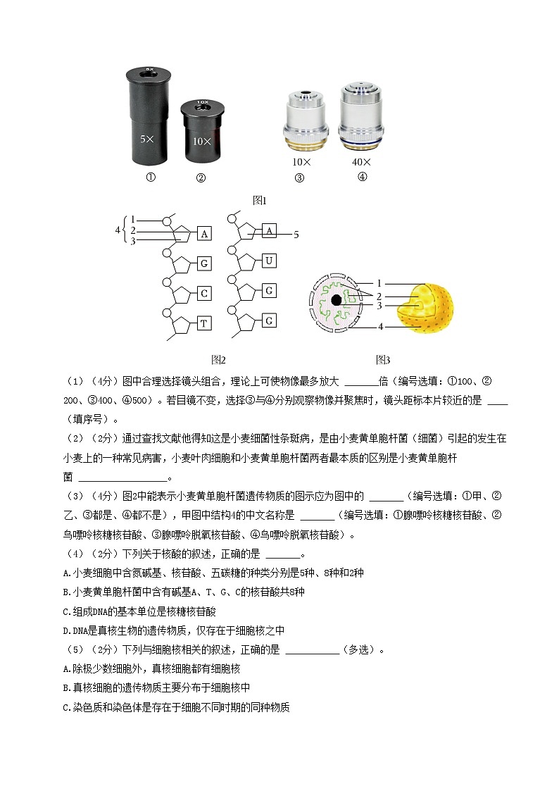 高一生物第三次月考卷(上海专用)2024-2025学年初中上学期第三次月考03