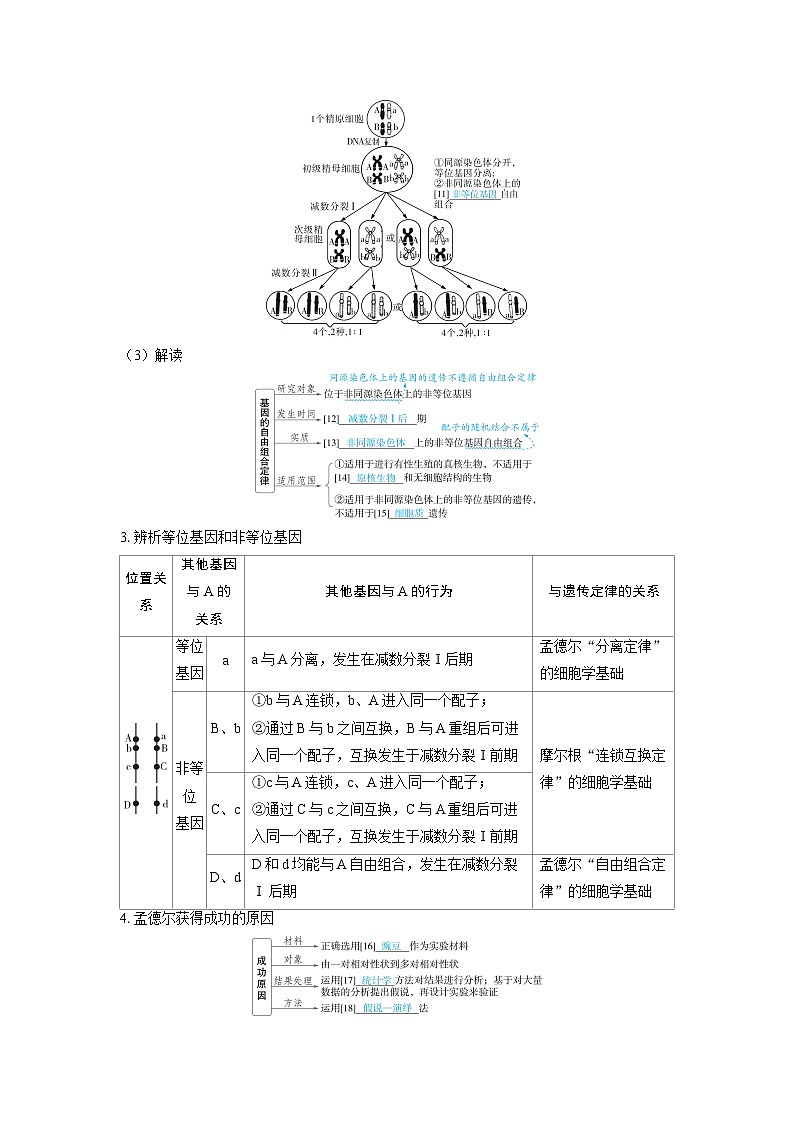 备战2025年高考生物精品教案第五章基因的传递规律课时2基因的自由组合定律(Word版附解析)第3页
