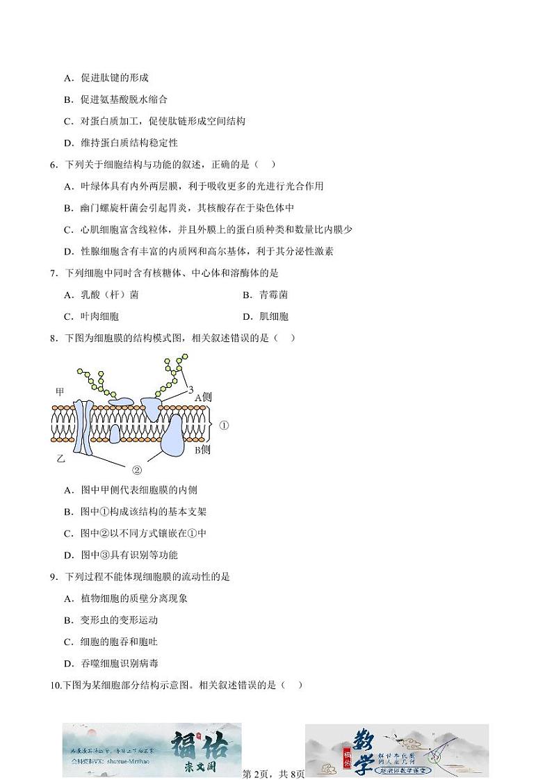 江苏省如皋中学2024-2025高一上学期综合练习二(期中模拟)生物试题原卷版第2页