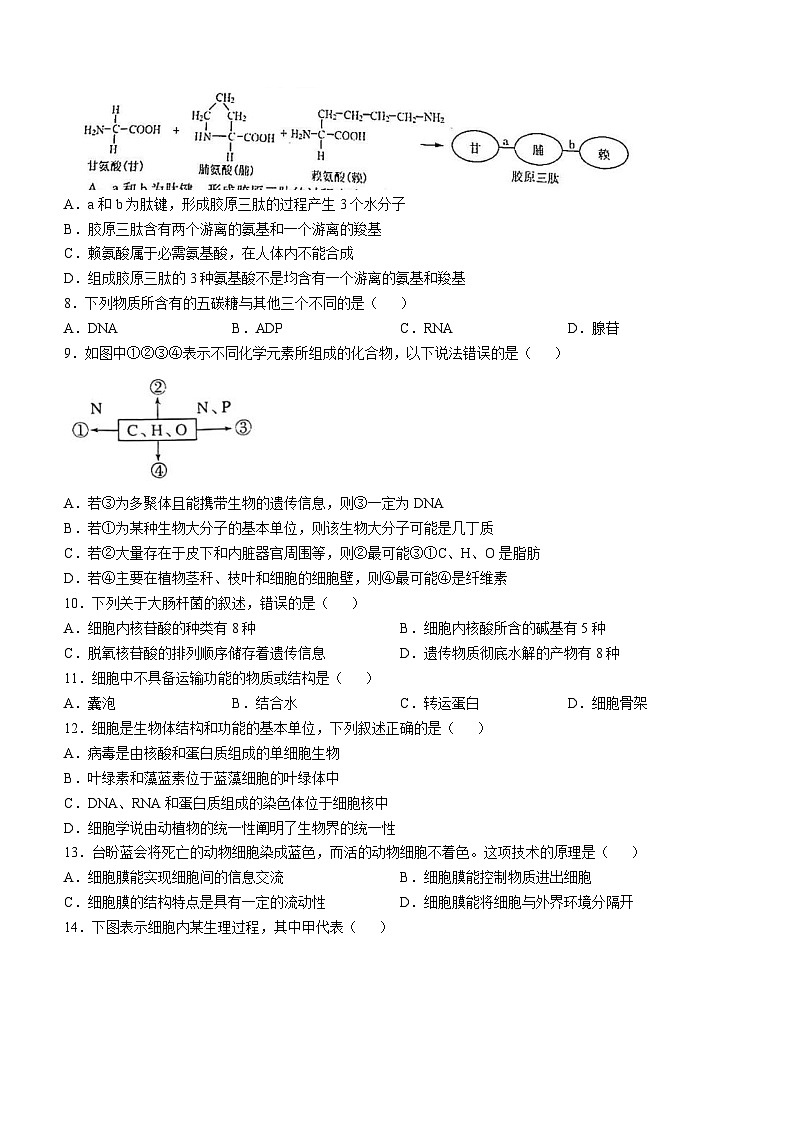 江苏省南通市如皋十校2024-2025学年高一上学期11月期中生物试题第2页