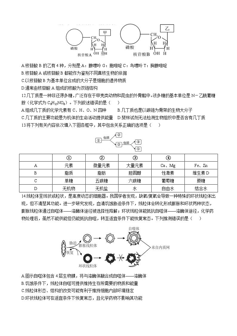 黑龙江省大庆市第一中学2024-2025学年高一上学期期中生物试卷(无答案)第3页