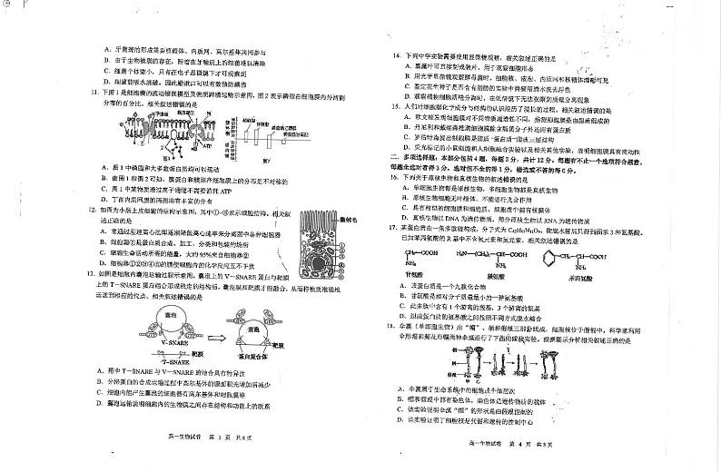 江苏省海安高级中学2024-2025学年高一上学期期中考试生物试题第2页