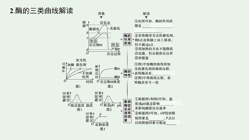 2025届生物高考 二轮复习 细胞的生存需要能量和营养物质 主干知识 自主落实 课件第6页