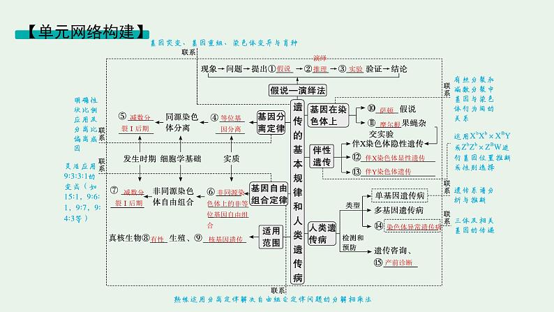 2025届生物高考 二轮复习 遗传信息控制生物性状的遗传规律 主干知识 自主落实 课件第2页