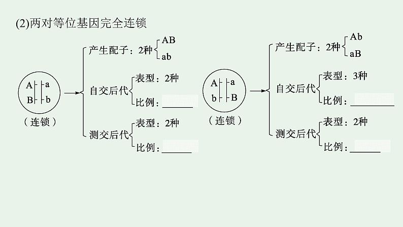2025届生物高考 二轮复习 遗传信息控制生物性状的遗传规律 主干知识 自主落实 课件第6页