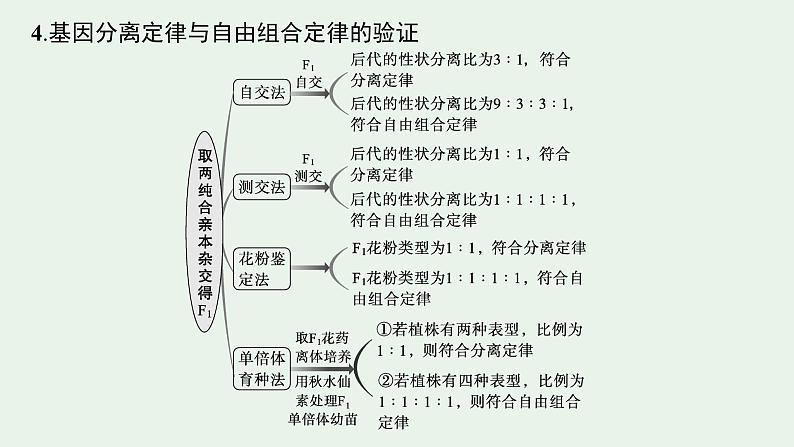2025届生物高考 二轮复习 遗传信息控制生物性状的遗传规律 主干知识 自主落实 课件第8页