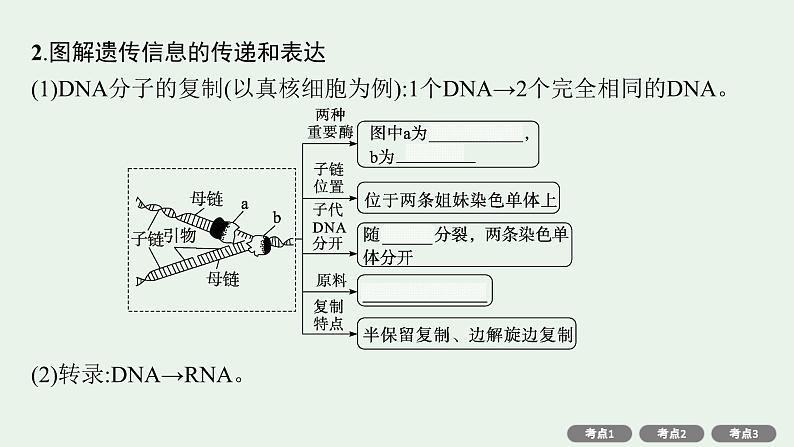 2025届生物高考 二轮复习 遗传的分子基础、变异与进化主干知识 自主落实 课件第6页