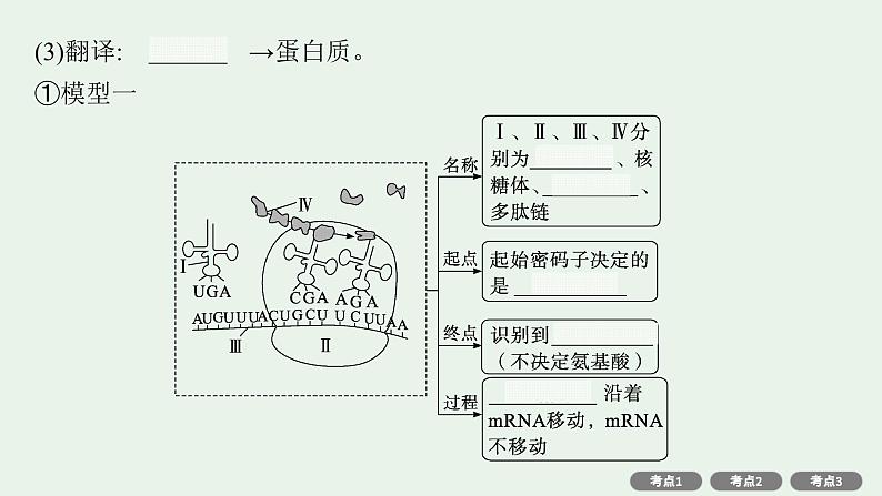 2025届生物高考 二轮复习 遗传的分子基础、变异与进化主干知识 自主落实 课件第7页