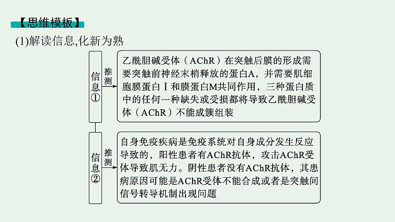 2025届生物高考 二轮复习 长句表达(三)动物生命活动的调节类大题突破 课件第7页