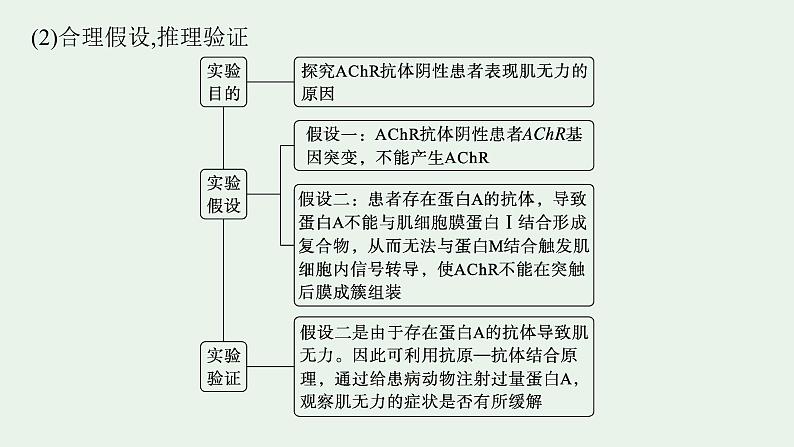 2025届生物高考 二轮复习 长句表达(三)动物生命活动的调节类大题突破 课件第8页