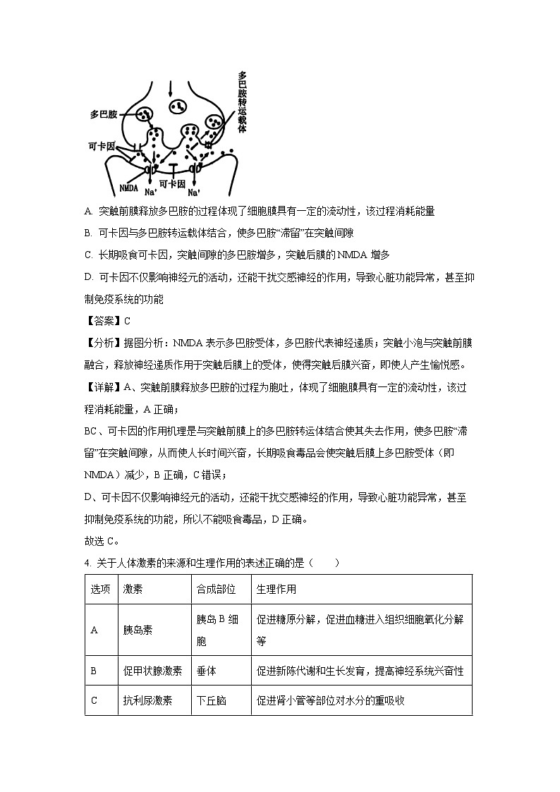 2024~2025学年河北省张家口市高二(上)期中考试生物试卷(解析版)第3页