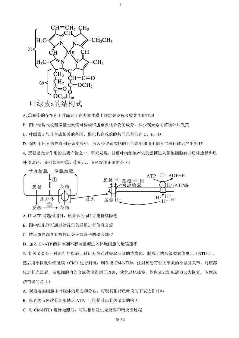 2025届山东省泰安第一中学高三(上)11月月考生物试卷(含答案)第2页