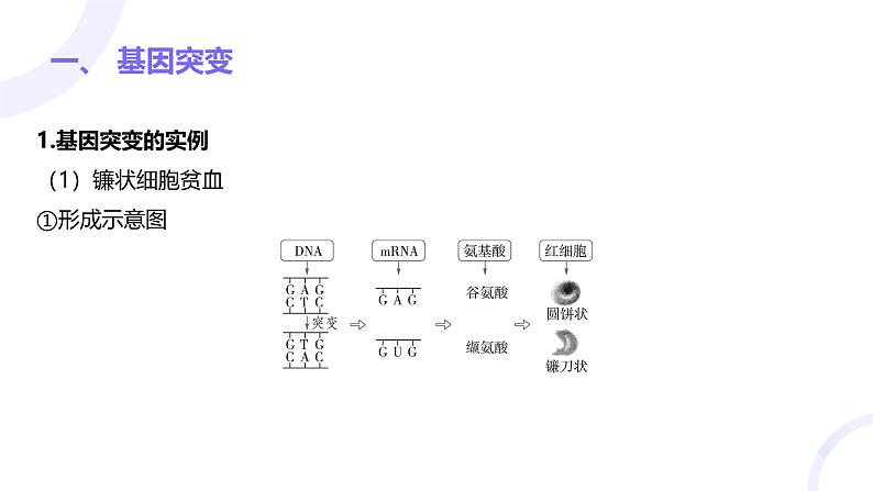 2025届高考生物基础练习第七章 第1节 生物的变异课件第4页