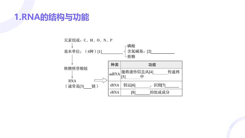 2025届高考生物基础练习第六章 第3节 基因的表达及其与性状的关系课件第5页