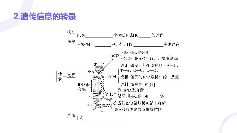 2025届高考生物基础练习第六章 第3节 基因的表达及其与性状的关系课件第6页