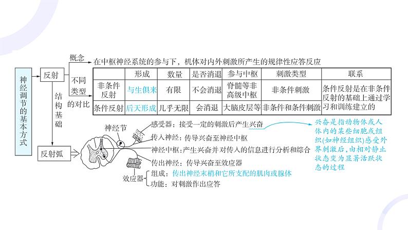 2025届高考生物基础练习第八章 第2节 神经调节课件第4页
