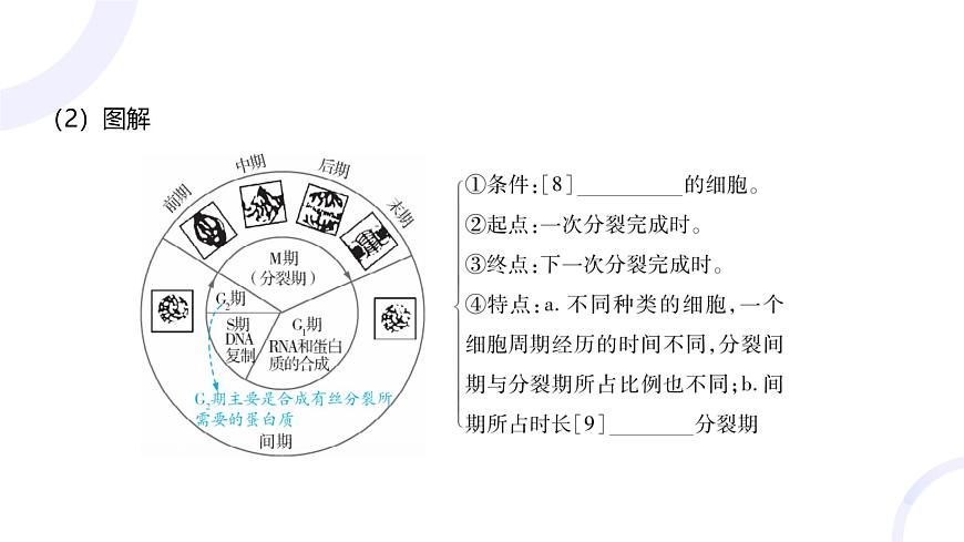 2025屆高考生物基礎(chǔ)練習(xí)第四章 第1節(jié) 細(xì)胞的增殖課件第5頁