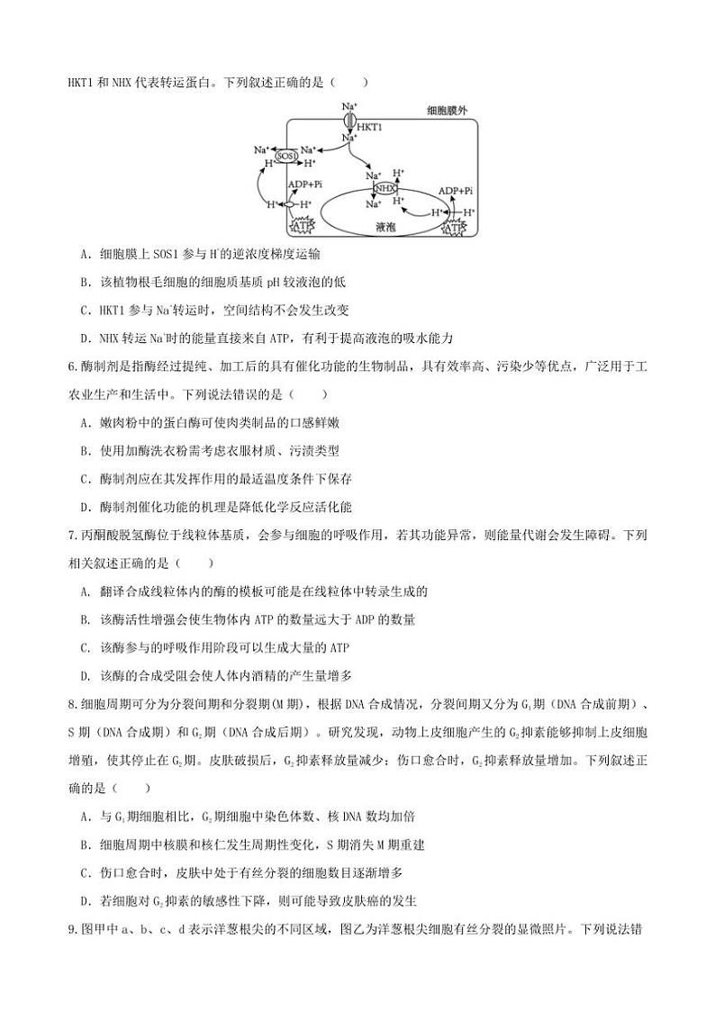 安徽省合肥市普通高中六校联盟2025届高三(上)期中联考试卷生物(含答案)第2页