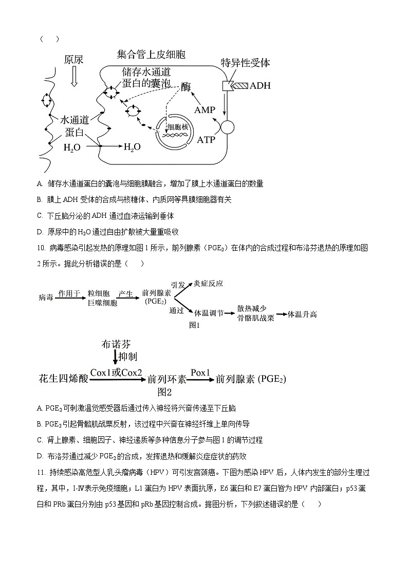 江苏省南通市如皋十四校联考2024-2025学年高三上学期11月期中生物试题无答案第3页