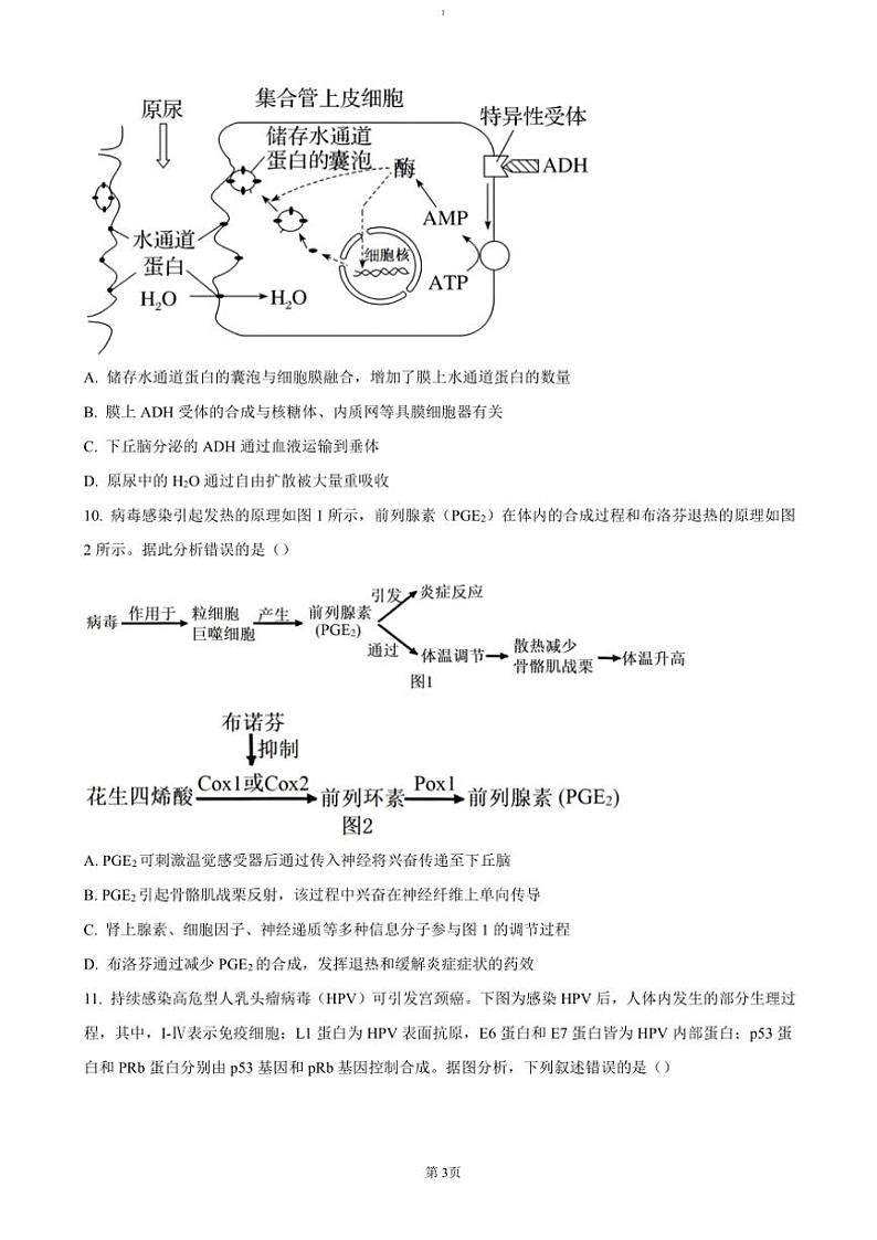 2024~2025学年江苏省南通市如皋市十四校联考高三(上)期中生物试卷(含答案)第3页