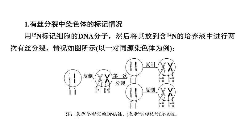 2025届生物高考 二轮复习 细胞的生命历程 热点情境 直击高考方向 课件 (1)第4页