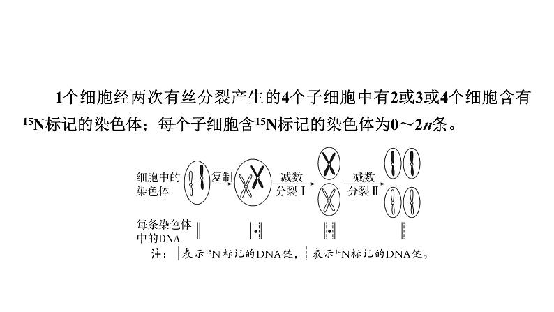 2025届生物高考 二轮复习 细胞的生命历程 热点情境 直击高考方向 课件 (1)第6页