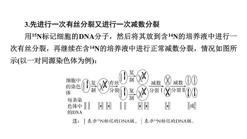 2025届生物高考 二轮复习 细胞的生命历程 热点情境 直击高考方向 课件 (1)第8页