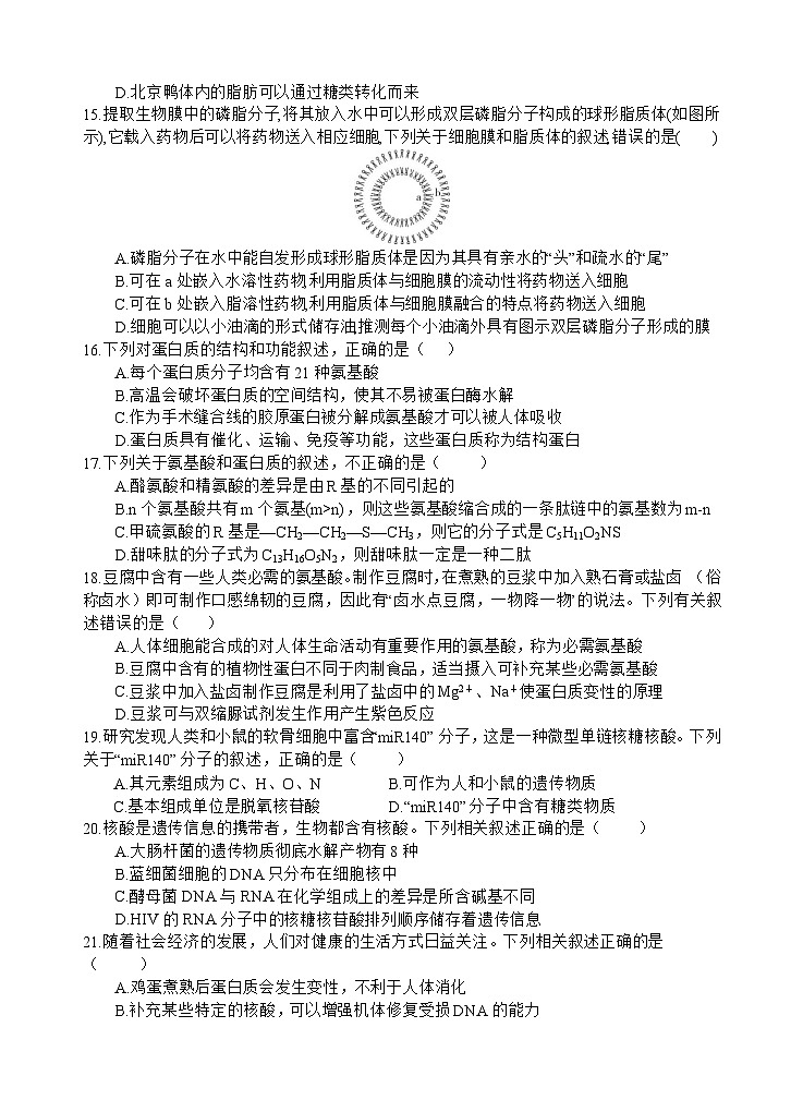 四川省遂宁市射洪中学2024-2025学年高一上学期期中考试生物试题 含答案第3页