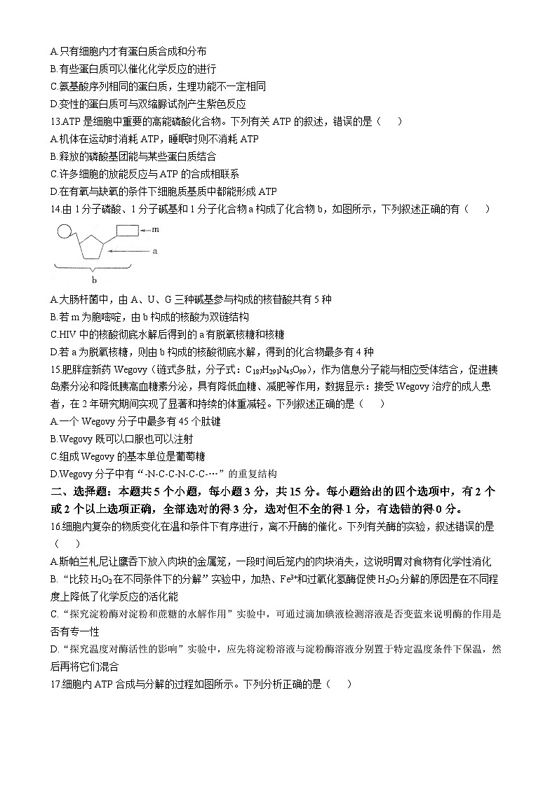 河南省周口市鹿邑县2024-2025学年高一上学期11月期中考试生物试卷(Word版附答案)第3页