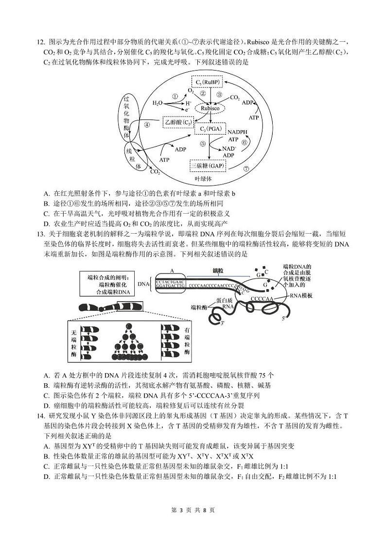 重庆市沙坪坝区重庆市第一中学校2024-2025学年高二上学期12月期中生物试题第3页