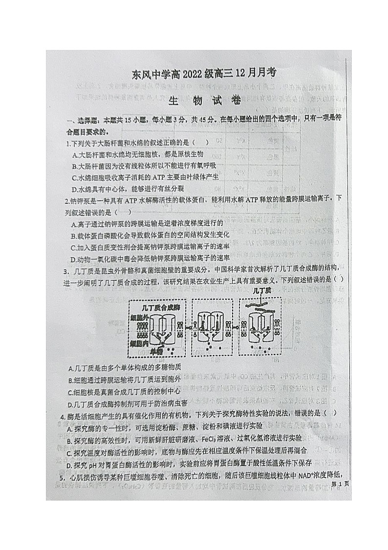 四川省南充市阆中东风学校2024-2025学年高三上学期12月月考生物试题第1页